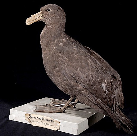 giantpetrel[1].JPG